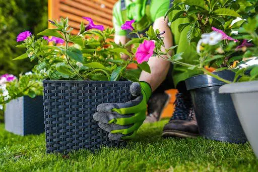 Rempotage de plante