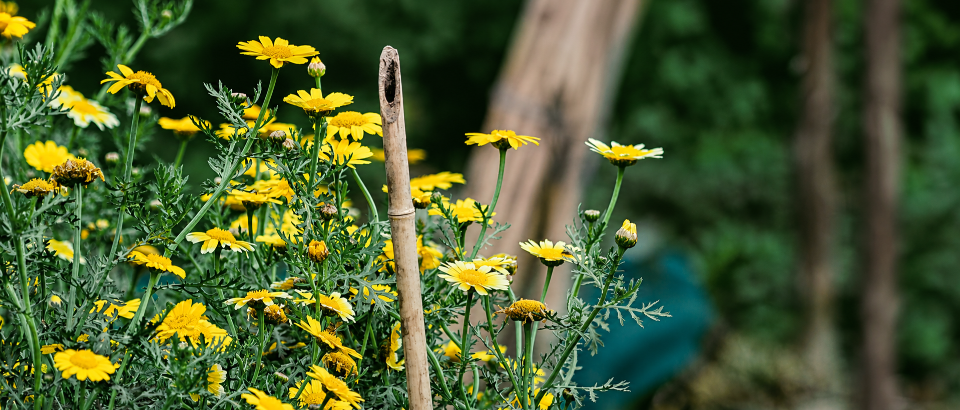 plantes avec tuteur