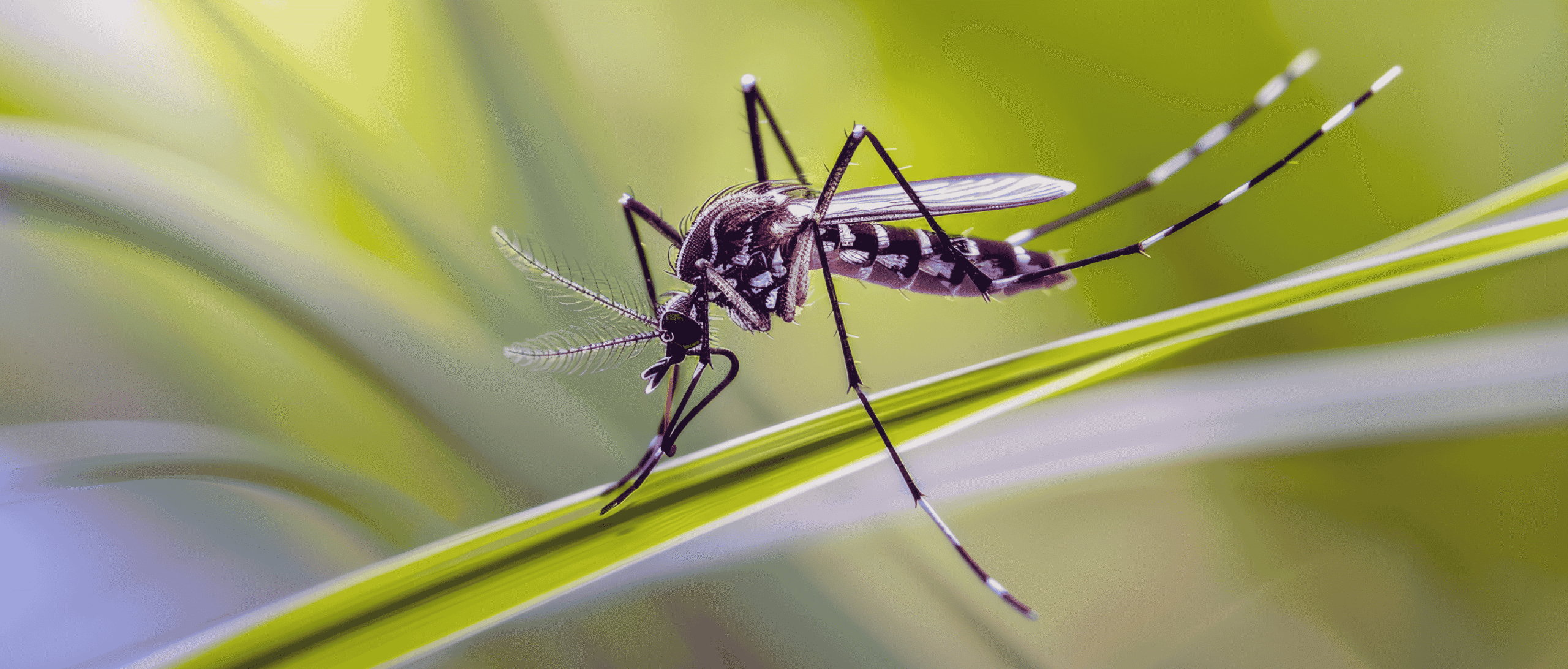 moustique au jardin
