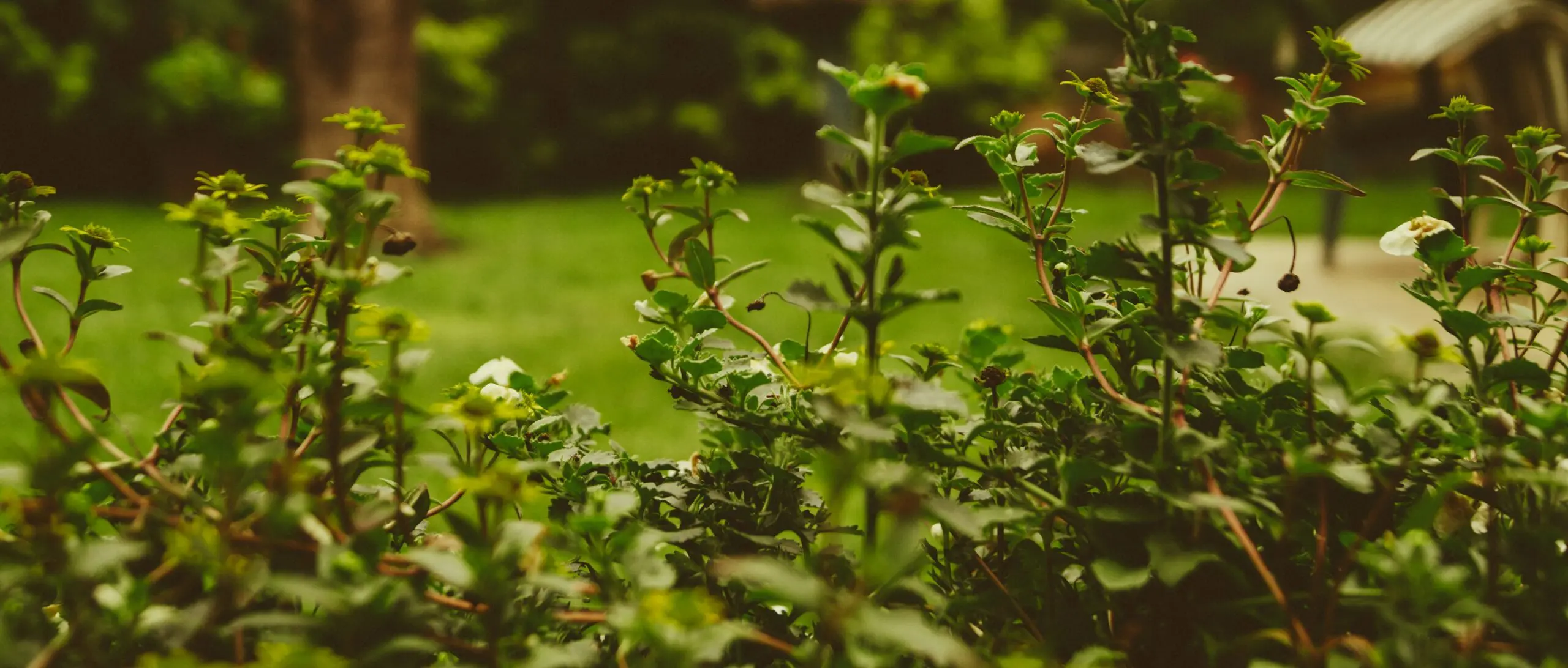Arbustes à feuillage vert et petites fleurs blanches dans un jardin