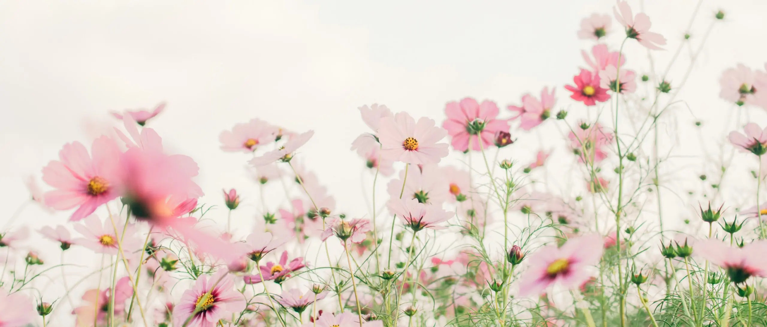 Cosmos roses et blancs en fleurs dans un massif