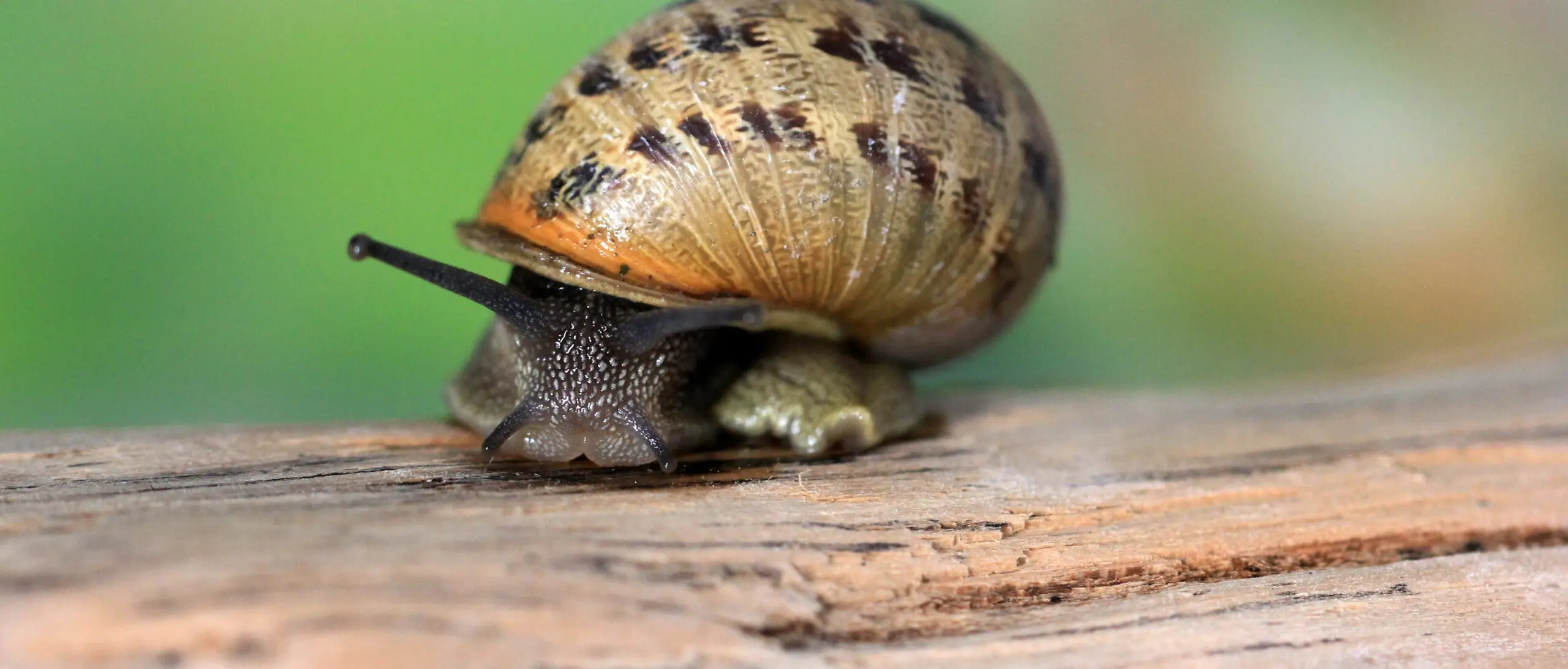 Escargot sur une planche en bois devant un fond végétal