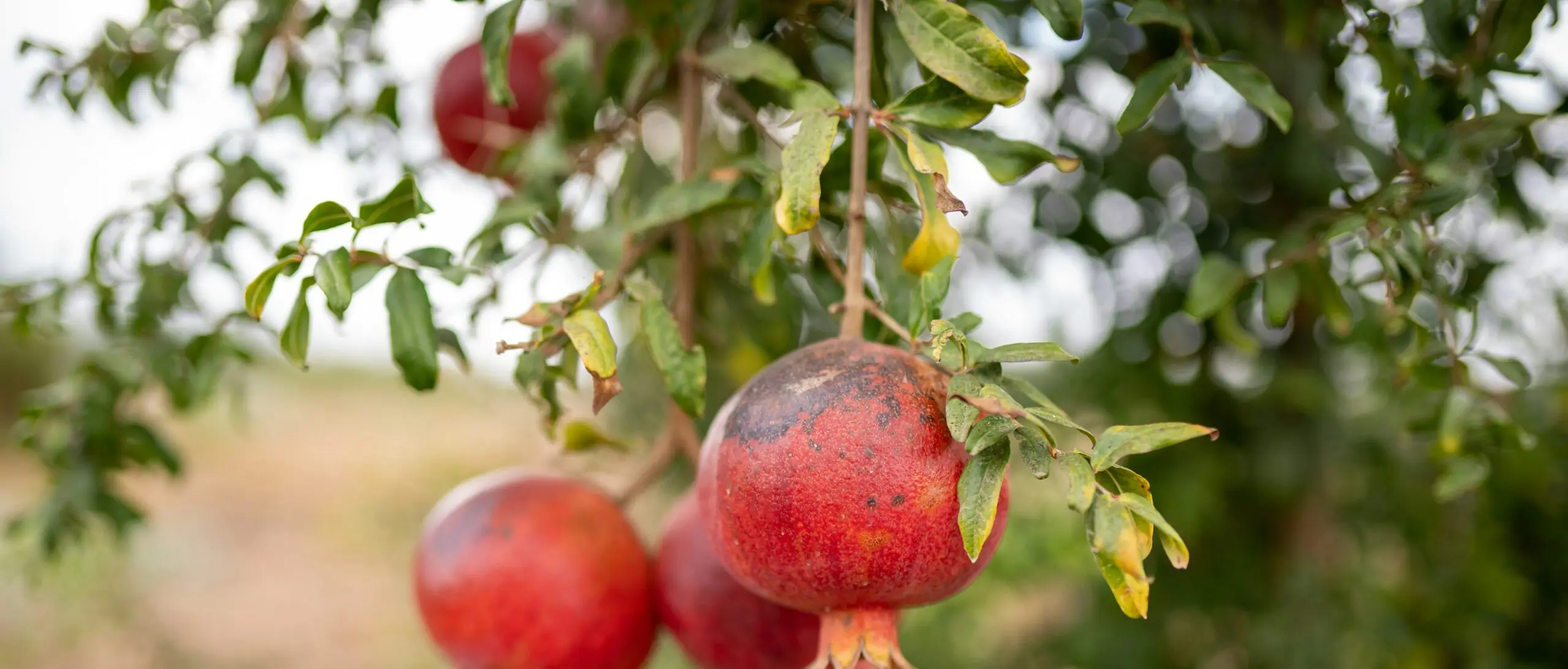 Grenades rouges sur les branches d’un grenadier