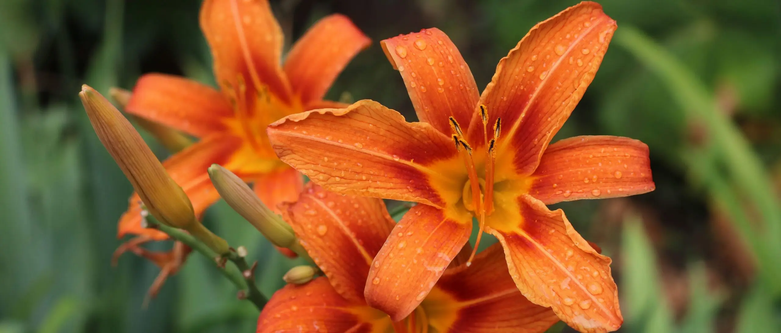Fleurs orange d’hémérocalles couvertes de gouttes de pluie
