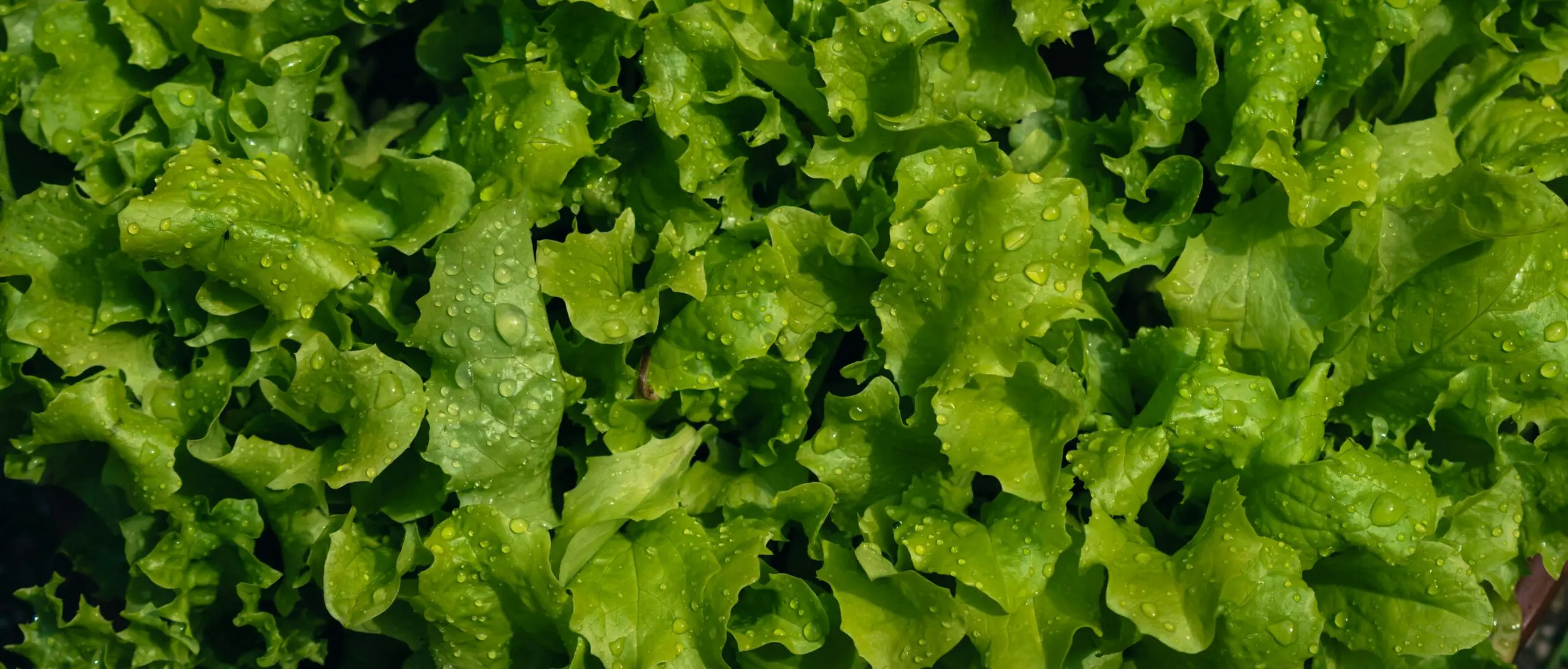 Feuilles de laitues vertes couvertes de gouttes d’eau