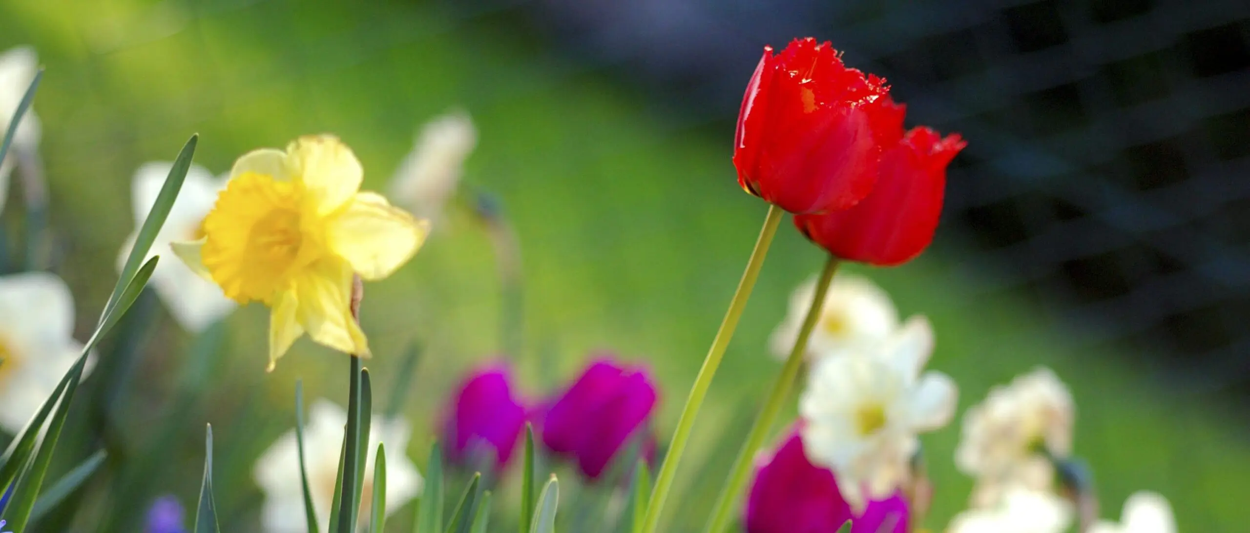 Tulipes roses et narcisses jaunes en fleurs dans un jardin